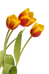 Tulpen