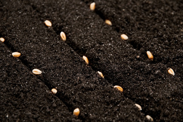seeds