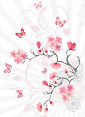 Fototapeta na wymiar Cherry blossom background