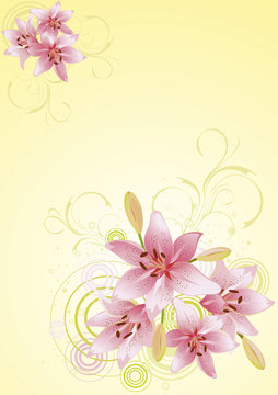 Lily pink, vector floral background