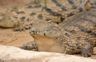 hungry croc