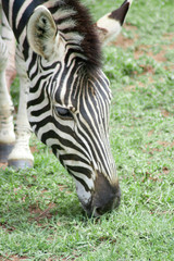 zebra eating grass