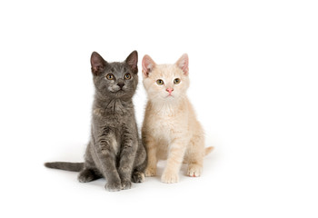 Yellow and gray cat on a white background