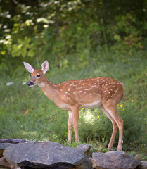 Naklejka na ściany i meble fawn in spring