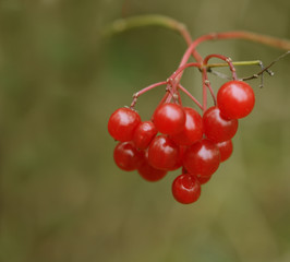 Wild berry