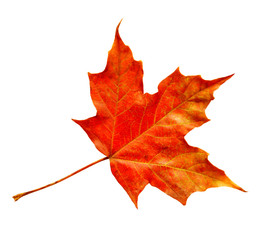 Maple leaf