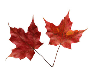 Two Maple Leaves