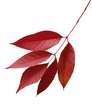 Red leaves