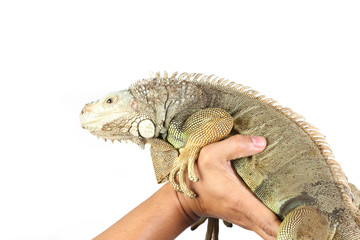 Naklejka premium holding iguana