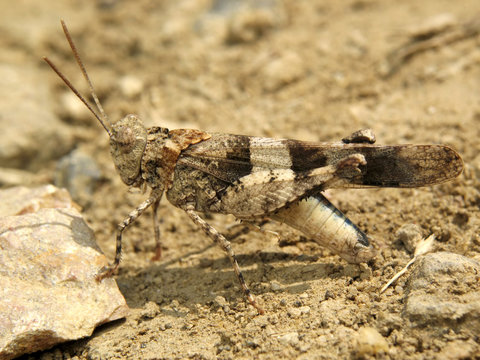 Oedipoda coerulescens
