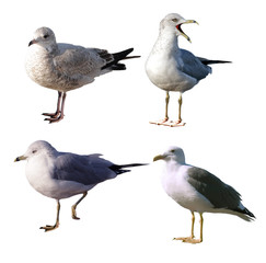 Seagulls Set