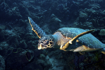 Caribbean underwater life
