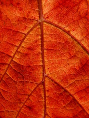 Fototapeta premium Weinblatt