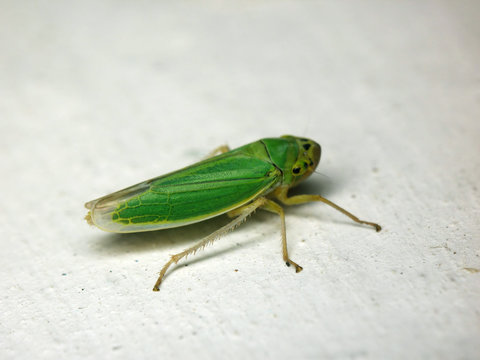 Cicadella viridis
