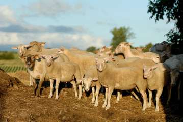 sheep on a pile of manure in France