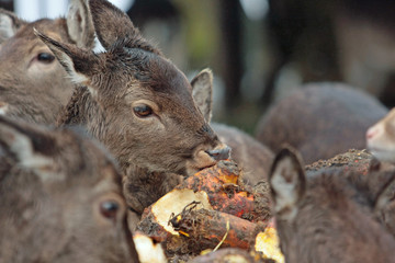 Reh © Petra Kohlstädt