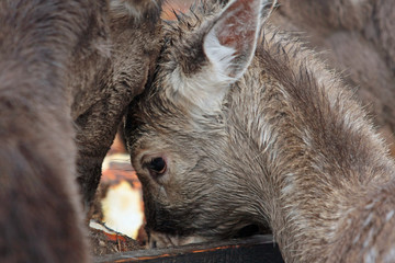 Reh © Petra Kohlstädt