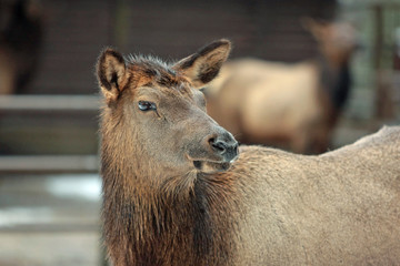 Hirsch © Petra Kohlstädt