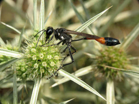 Ammophila sabulosa