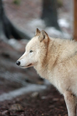 Fototapeta premium Wolf