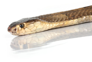 King Cobra