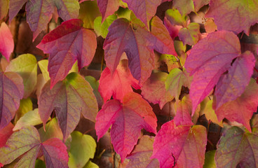 Virnginia creeper in autumn colours