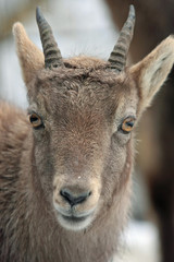 Obraz premium Steinbock