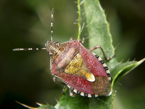 Dolycoris baccarum