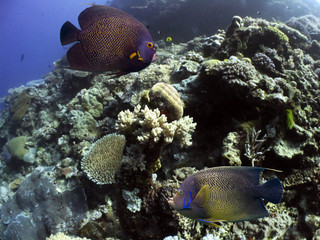 Fototapeta premium Cairns3