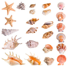 Seashells and starfish collection