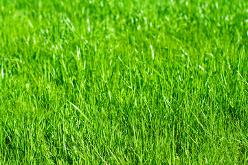 Spring green grass backgraund