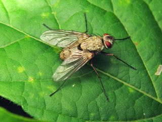 Dexia rustica
