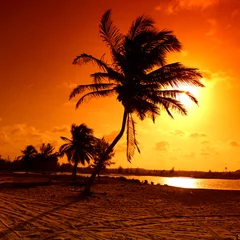 Foto auf Acrylglas Sonnenaufgang Palm © yellowj