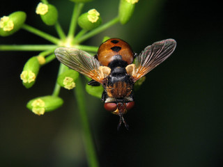 Gymnosoma rotundatum