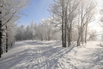 Fototapeta premium Winterweg