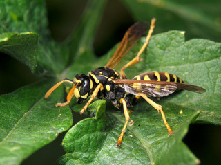 Polistes
