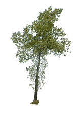 zielone drzewo, green tree © Krzysztof Budziakows