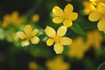 żółte kwiatki, yellow flowers © Krzysztof Budziakows