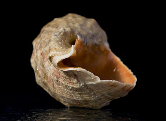 Shell