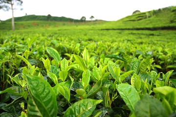 Field of tea plantation. Closeup on tea leafs