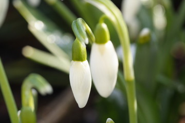Fototapeta premium Knospen Schneeglöckchen