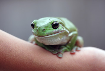 A green tree frog