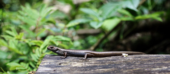 Tree skink