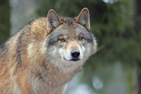 Wolf