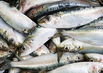 Obraz premium fish