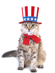 Patriotic cat