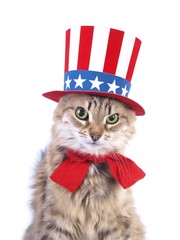 Cute patriotic cat
