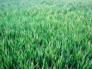 background green lawn