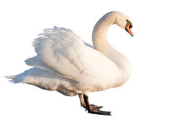 cygne