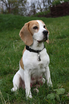 Beagle